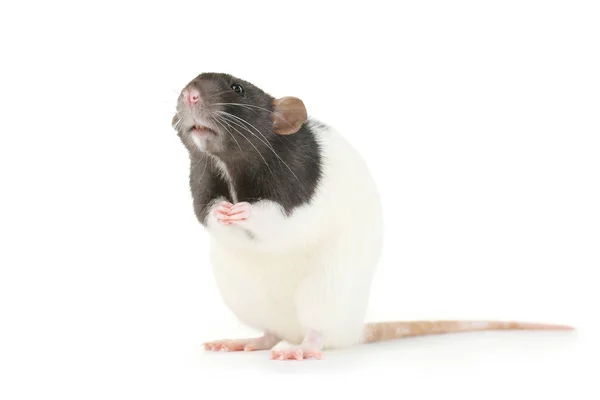 Rato isolado sobre fundo branco — Fotografia de Stock