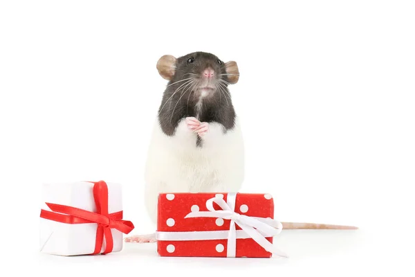 Szczur z pudełkami na białym tle — Zdjęcie stockowe