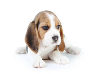Av köpeği beyaz arka planda izole edilmiş.