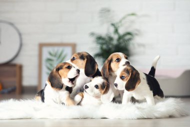 Evde beyaz halıda duran yavru köpek.