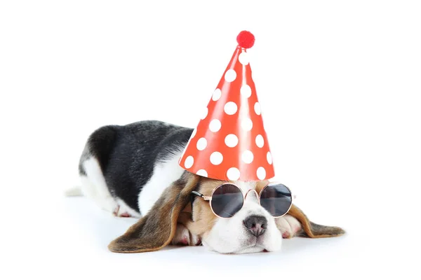 Beagle Puppy Hond Zonnebril Verjaardagskap Geïsoleerd Witte Achtergrond — Stockfoto