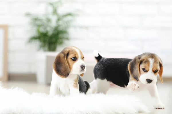 Beagle Cachorros Tapete Branco Casa — Fotografia de Stock