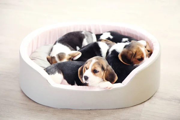 Beagle Κουτάβι Σκυλιά Κοιμούνται Μαλακό Κρεβάτι — Φωτογραφία Αρχείου