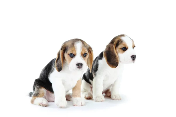 Beagle Cachorro Perros Aislados Sobre Fondo Blanco —  Fotos de Stock