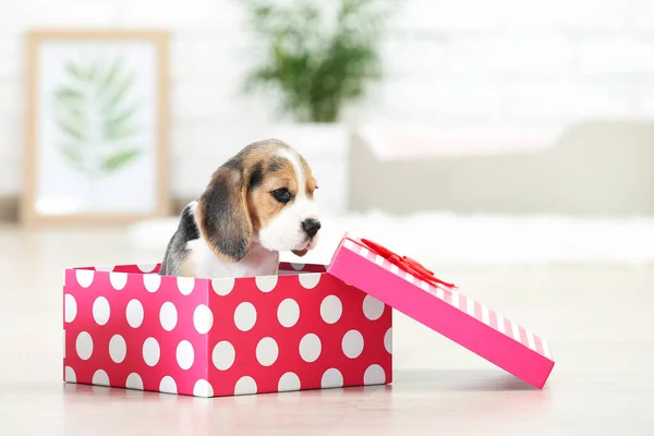 Beagle Puppy Dog Sitting Gift Box Home — Stock Photo, Image