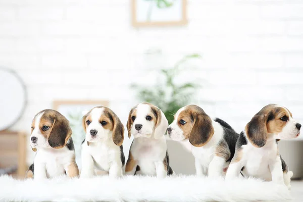 Beagle Κουταβάκια Στέκεται Λευκό Χαλί Στο Σπίτι — Φωτογραφία Αρχείου