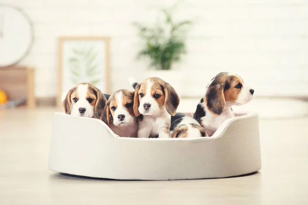 Beagle Cachorros Sentados Cama Blanda Casa — Foto de Stock