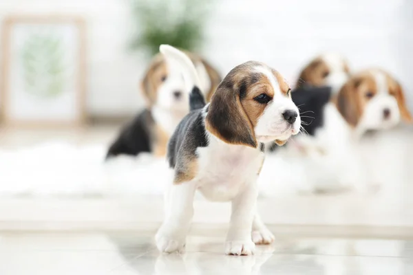 Beagle Κουτάβι Στέκεται Στο Σπίτι — Φωτογραφία Αρχείου