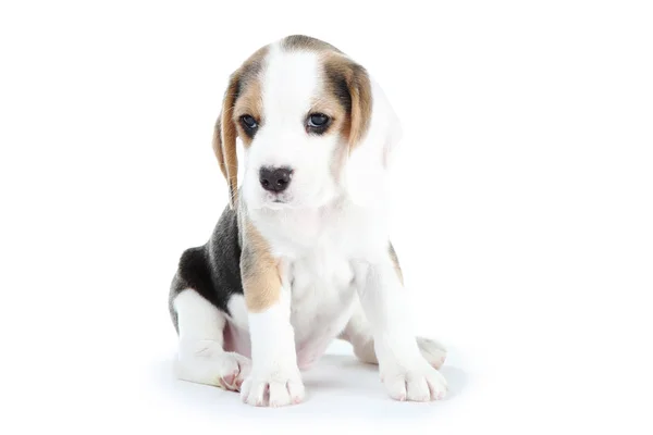 Beagle Cachorro Perro Aislado Sobre Fondo Blanco —  Fotos de Stock