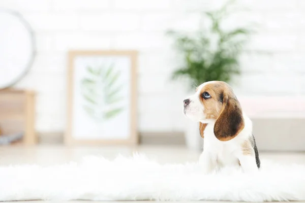 Beagle Cachorro Perro Pie Alfombra Blanca Casa — Foto de Stock