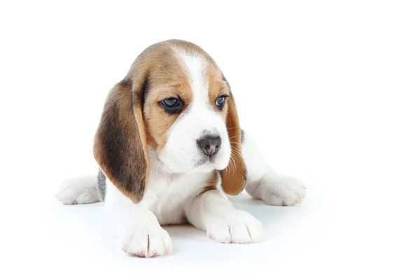 Beagle Welpe Hund Isoliert Auf Weißem Hintergrund — Stockfoto