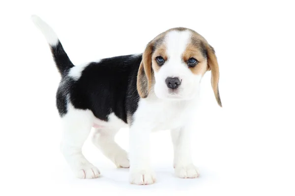 Chien Chiot Beagle Isolé Sur Fond Blanc — Photo