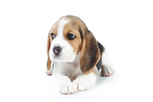 Beagle Valp Hund Isolerad Vit Bakgrund — Stockfoto