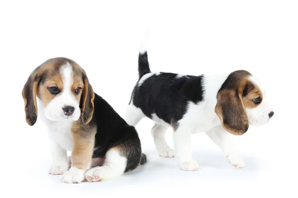Beagle Cachorro Perros Aislados Sobre Fondo Blanco —  Fotos de Stock