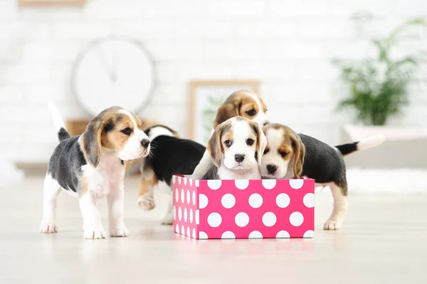 Beagle Κουτάβι Σκυλιά Κουτί Δώρου Στο Σπίτι — Φωτογραφία Αρχείου