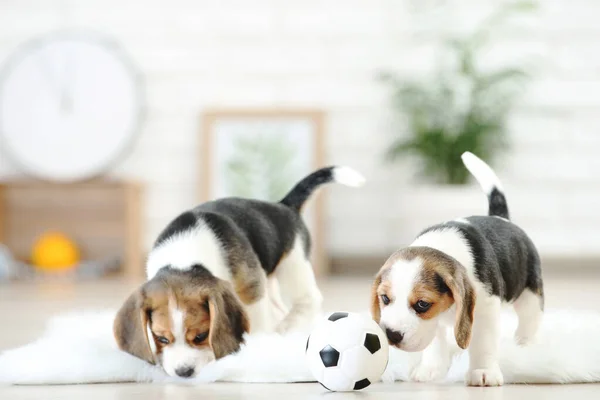 Beagle Cachorro Perros Jugando Con Bola Blanca Casa — Foto de Stock