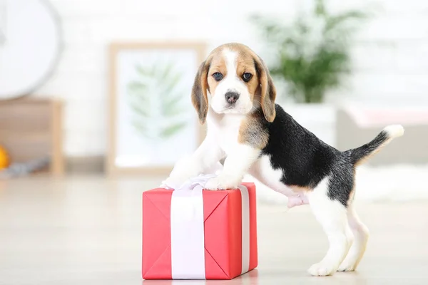 ビーグル子犬犬とともにギフトボックスで自宅 — ストック写真