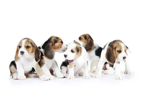 Beagle Κουτάβι Σκυλιά Απομονώνονται Λευκό Φόντο — Φωτογραφία Αρχείου