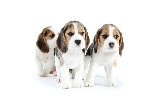 Beagle Κουτάβι Σκυλιά Απομονώνονται Λευκό Φόντο — Φωτογραφία Αρχείου