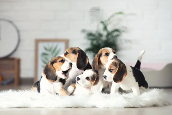 Beagle Κουταβάκια Στέκεται Λευκό Χαλί Στο Σπίτι — Φωτογραφία Αρχείου