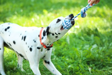Dalmaçyalı köpek parkta oyuncakla oynuyor.