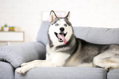 Husky köpek evde kanepede yatıyor