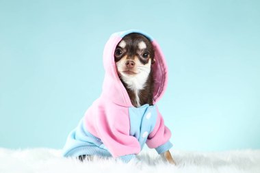 Mavi arka planda kostümlü Chihuahua köpeği.