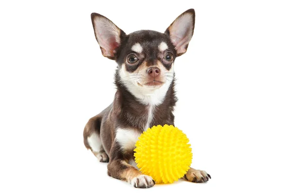 Chihuahua dog with yellow toy isolated on white background — Stock Photo, Image