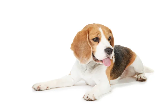 Beagle perro aislado sobre fondo blanco — Foto de Stock