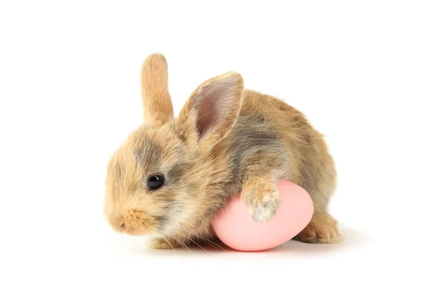 Кролик с пасхальным яйцом на белом фоне — стоковое фото