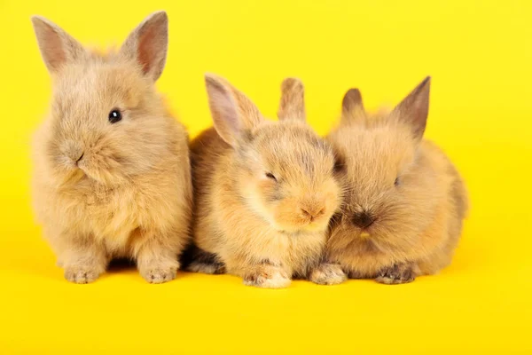 Bunny rabbits on yellow background — Stock Photo, Image