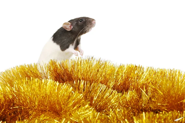 Black rat with golden christmas tinsel — Stock Photo, Image