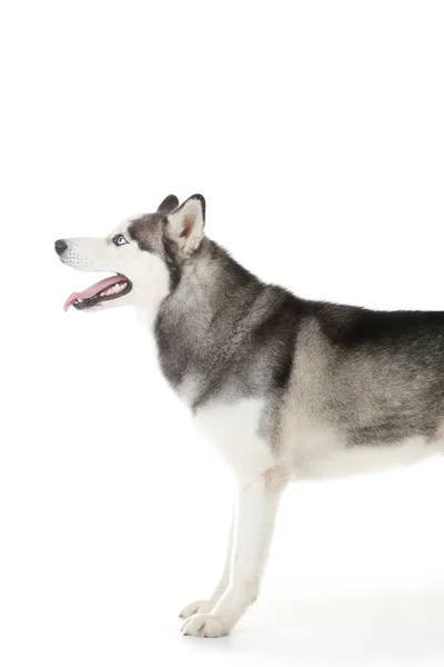 Husky Hund isoliert auf weißem Hintergrund — Stockfoto