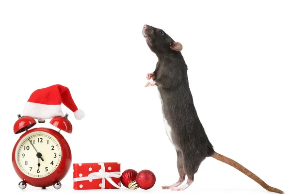 Czarny szczur z czerwonym budzikiem, pudełko i ozdoby świąteczne — Zdjęcie stockowe