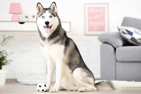 Husky cão sentado no chão em casa com brinquedo bola — Fotografia de Stock