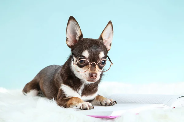 Chihuahua perro en gafas con bloc de notas sobre fondo azul — Foto de Stock
