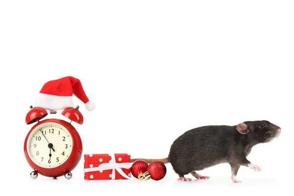 Svart råtta med röd väckarklocka, presentask och julprydnader — Stockfoto