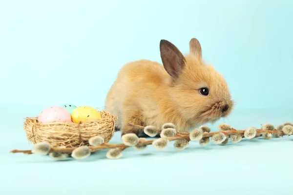 Кролик с пасхальными яйцами и ивовой веткой на голубой заднице — стоковое фото