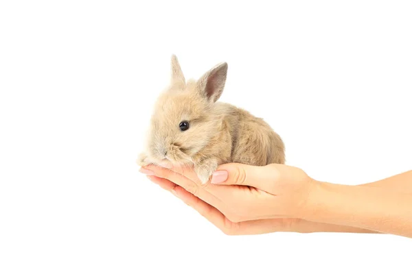 Coniglio coniglio in mani femminili su sfondo bianco — Foto Stock
