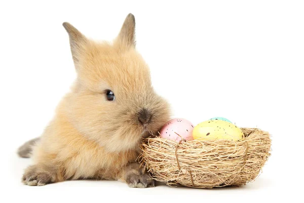Кролик с пасхальными яйцами на белом фоне — стоковое фото
