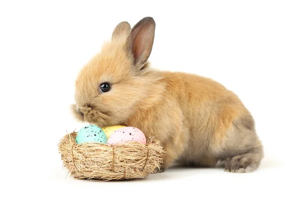 흰 배경에 부활절 달걀을 단 토끼 토끼 — 스톡 사진