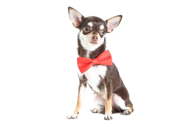 Chihuahua perro en lazo rojo aislado sobre fondo blanco — Foto de Stock