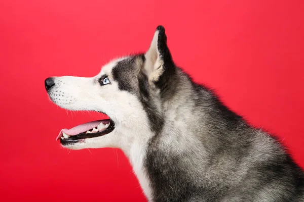 Husky pies na czerwonym tle — Zdjęcie stockowe