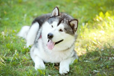 Parktaki çimlerin üzerinde yatan Malamute köpeği.