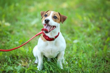Parktaki güzel Jack Russell Terrier köpeği