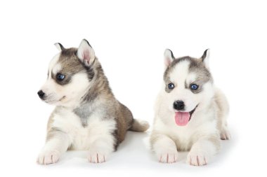 Beyaz arka planda izole edilmiş Husky yavruları.