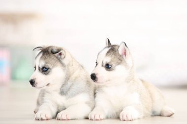 Evdeki odada yatan köpek yavruları.