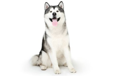Beyaz arkaplanda Malamute köpeği izole edildi