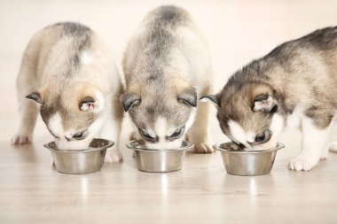 Evde kaseden yemek yiyen köpek yavruları.