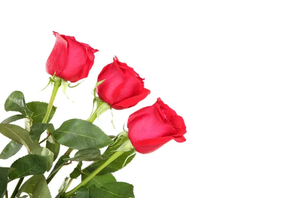 Kytice Červených Růží Izolovaných Bílém Pozadí — Stock fotografie